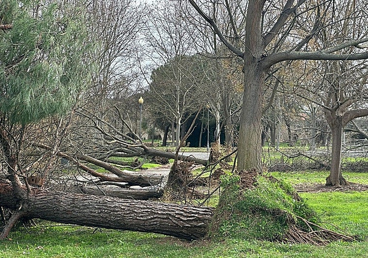 El temporal se llevó 62 árboles en el parque de las Siete Sillas y 59 en el de la Isla y Molino de Pancaliente